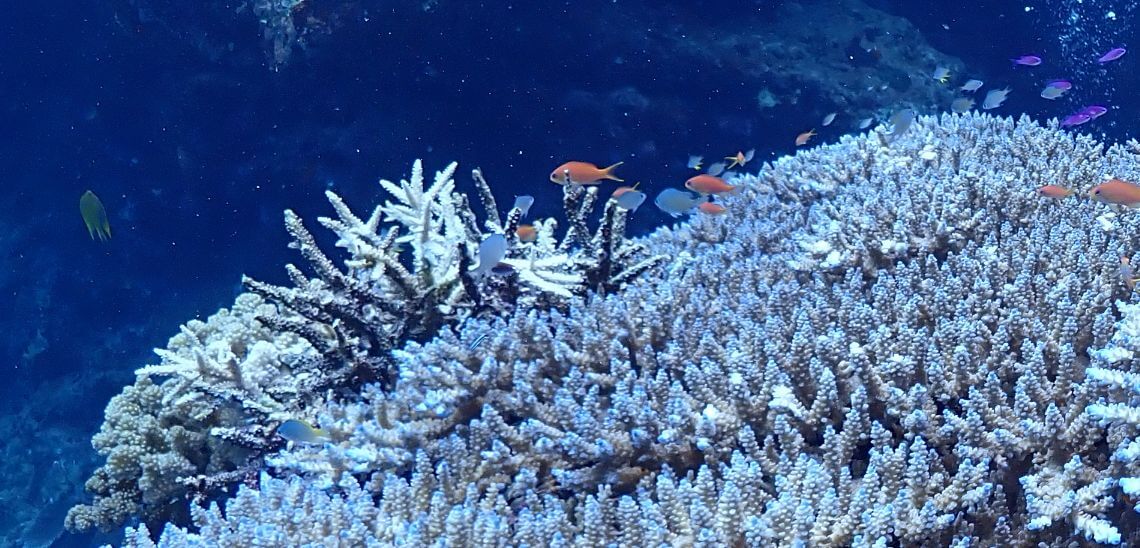 Japan Coral Reef Society