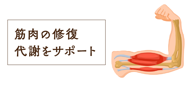 筋肉の修復や代謝をサポート