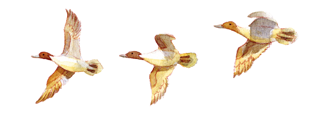 イミダペプチド：長く飛行を続ける渡鳥の研究をきっかけに注目